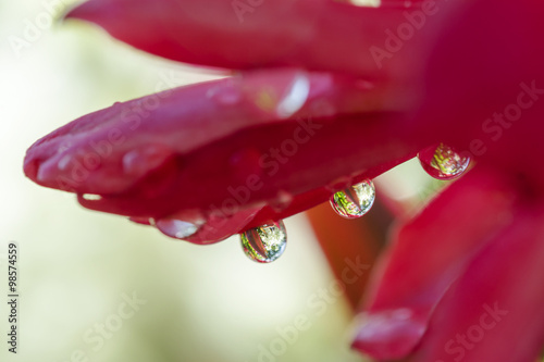 Close up of red flower with water drops