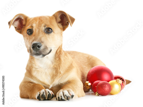 Fototapeta Naklejka Na Ścianę i Meble -  Small funny cute dog with Christmas toys, isolated on white