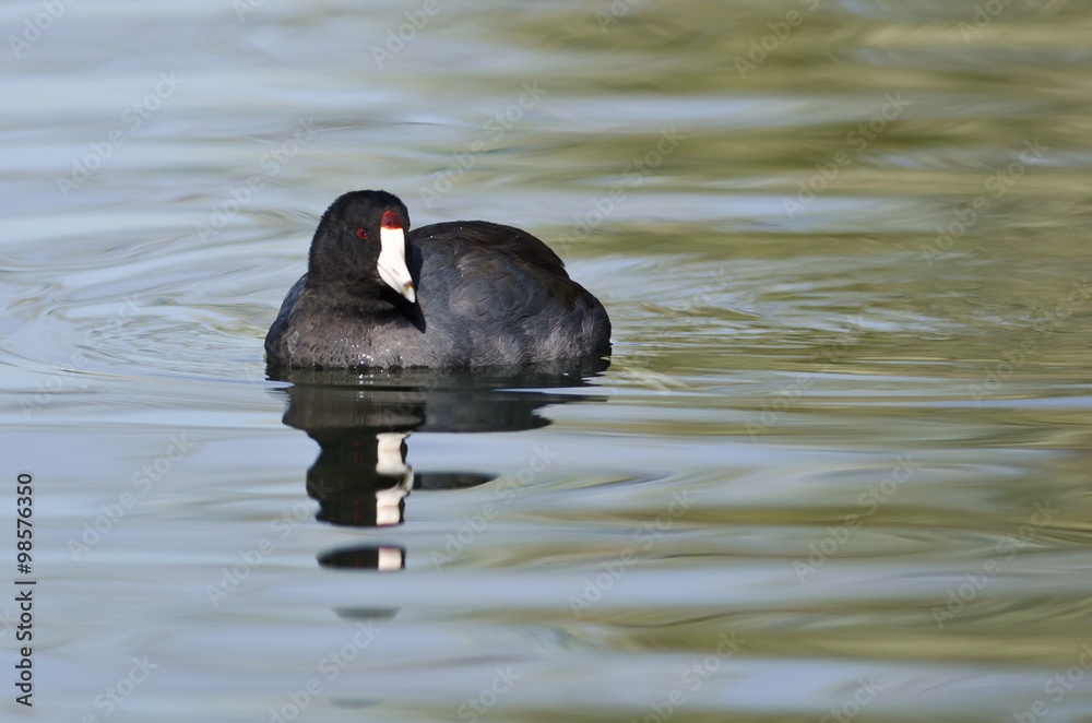 American Coot Resting on the Still Water American Coot Resting on the Still Water