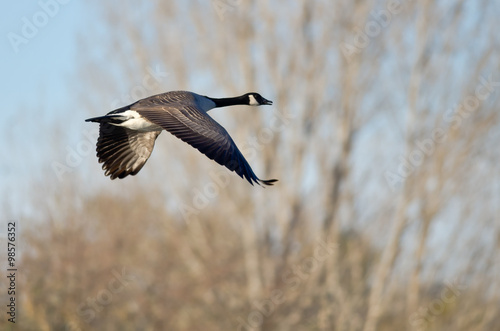 Canada Goose Flying Low Over the Autumn Pond © rck