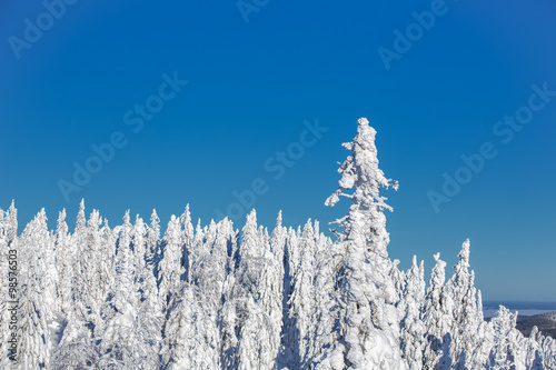Snow covered trees in Koli National Park