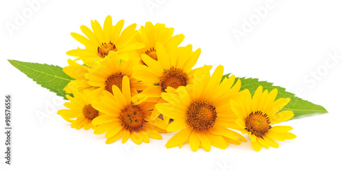 Fototapeta Naklejka Na Ścianę i Meble -  Yellow daisies.