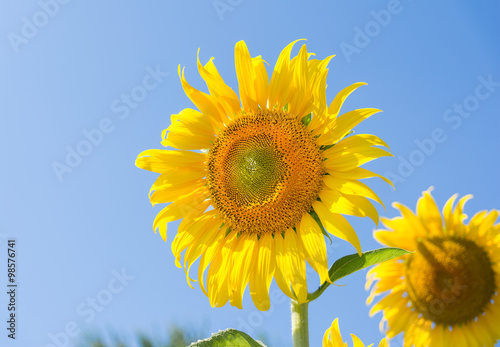 sun flowers