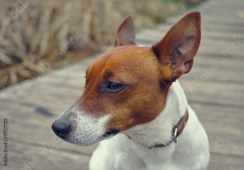 Jack russel / dog in the park © ffly