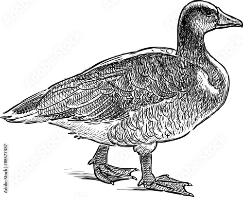 wild duck
