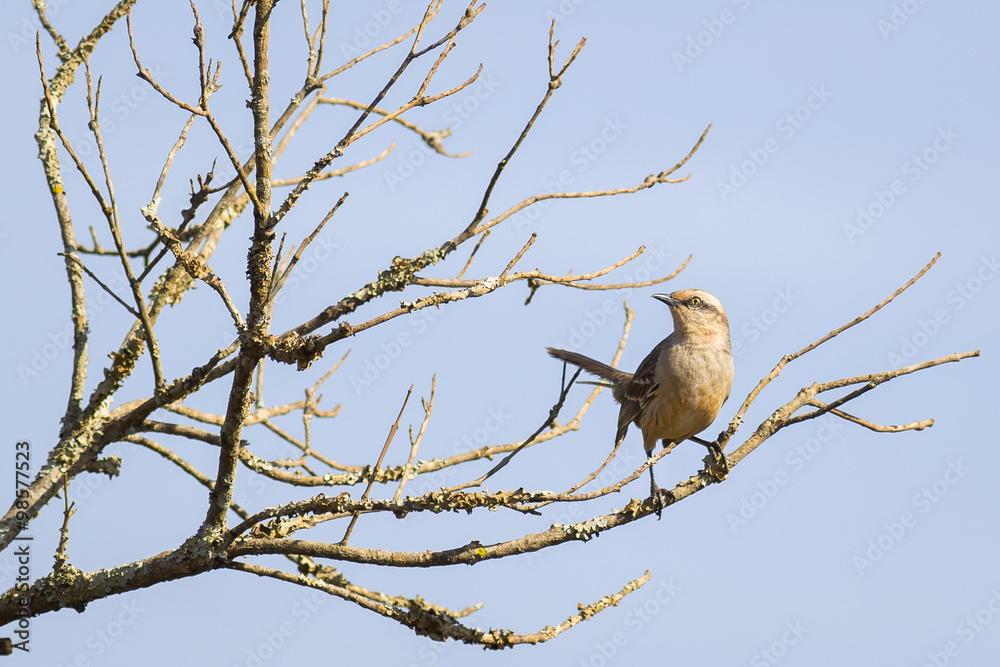 Chalk-browed Mockingbird on tree Chalk-browed Mockingbird on tree