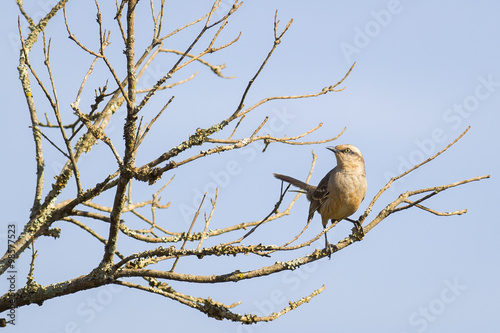 Chalk-browed Mockingbird on tree