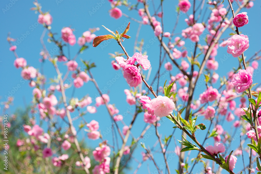 Flowering trees in spring