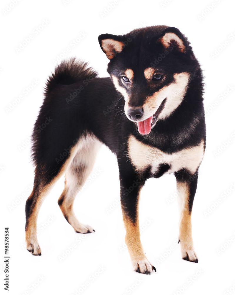Siba inu dog playing with toy isolated on white