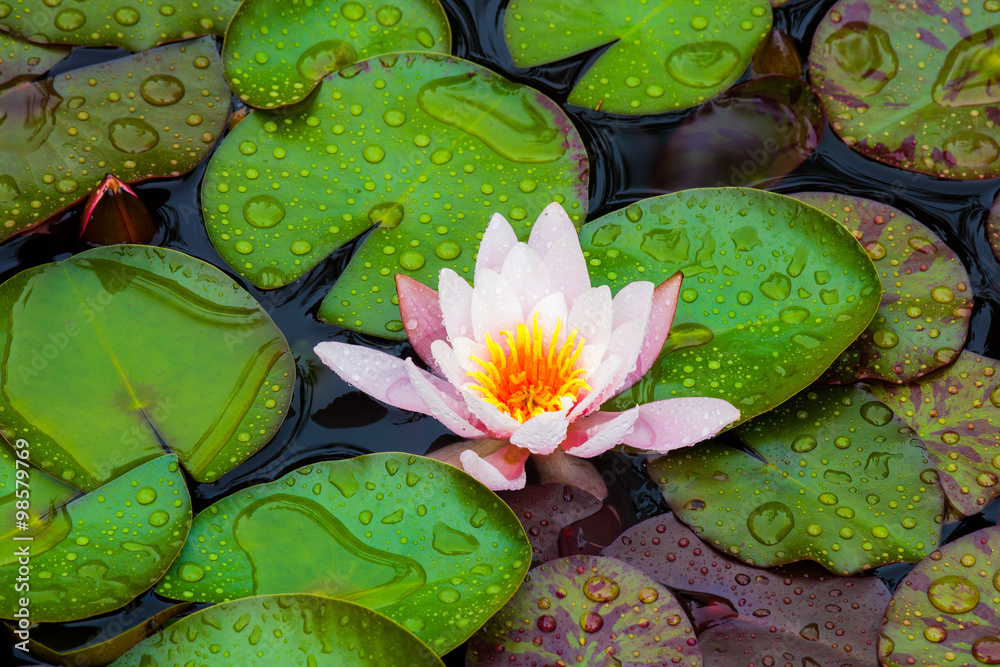 Pink Waterlily flower after rain