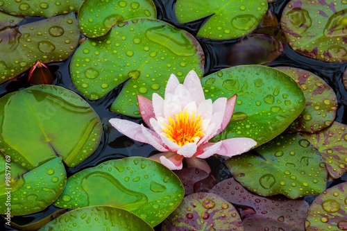 Obraz na płótnie Pink Waterlily flower after rain w salonie