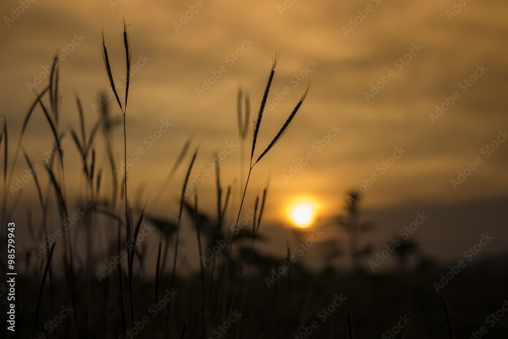 Sunset with grass shadow in soft focus