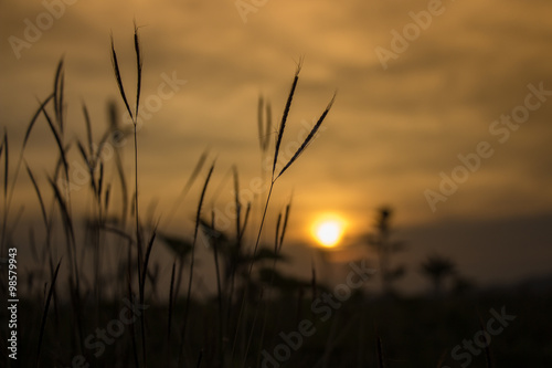 Sunset with grass shadow in soft focus