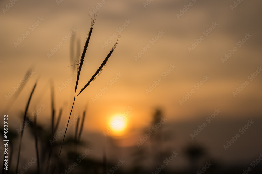 Sunset with grass shadow in soft focus