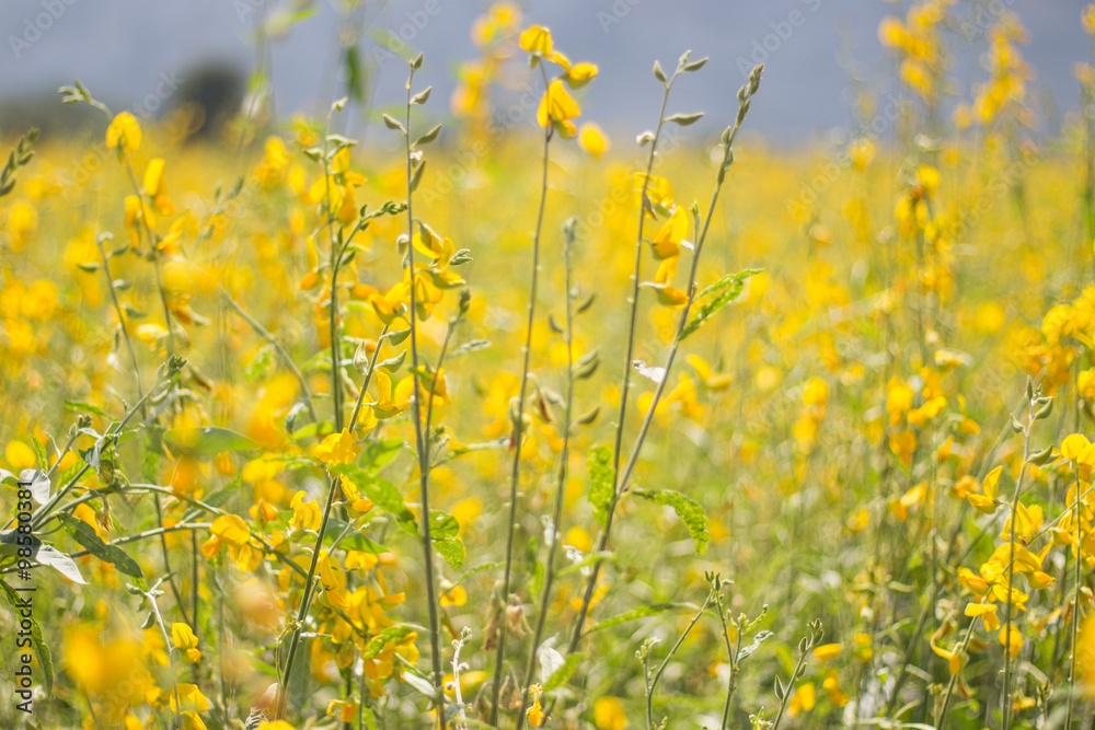 Sunhemp flowers field