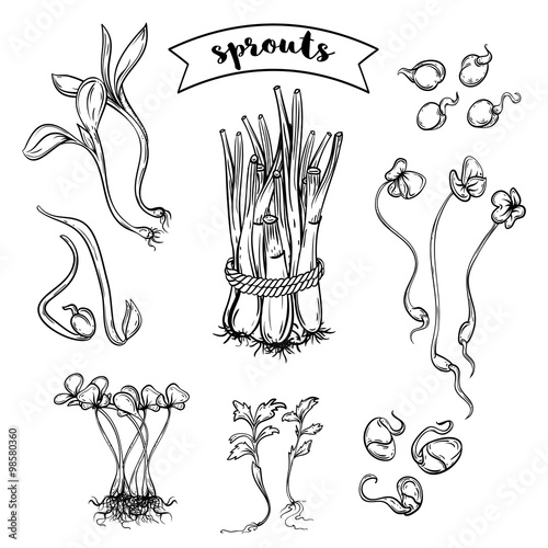 Sprouts plants set. Isolated elements. Black and white vector hand drawn illustration