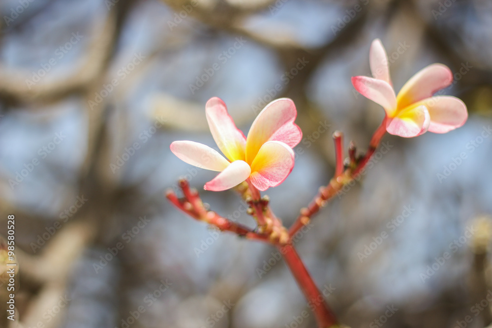 Pink Plumeria Flowers in soft focus Pink Plumeria Flowers in soft focus