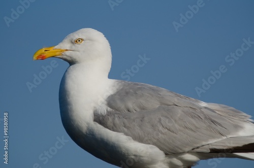 Standing seagull