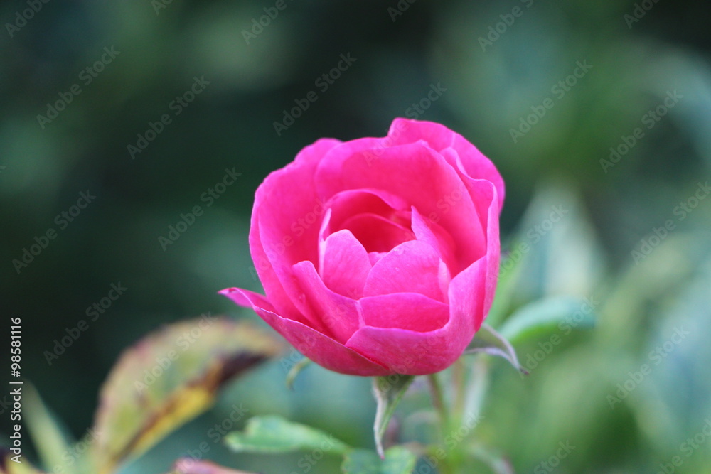 Rose Rose
