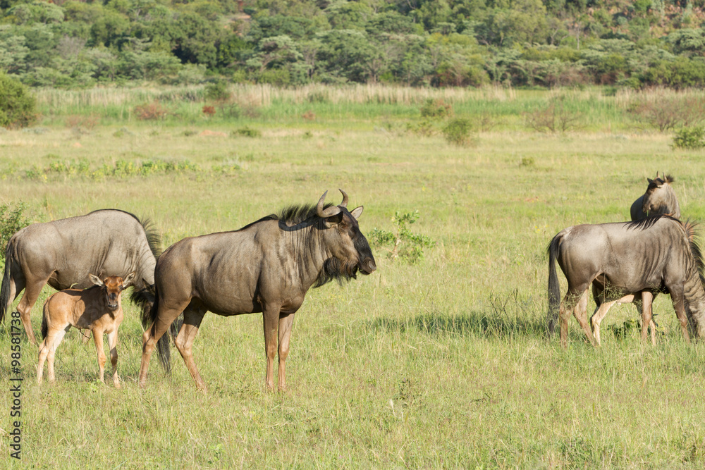 Wilderbeest