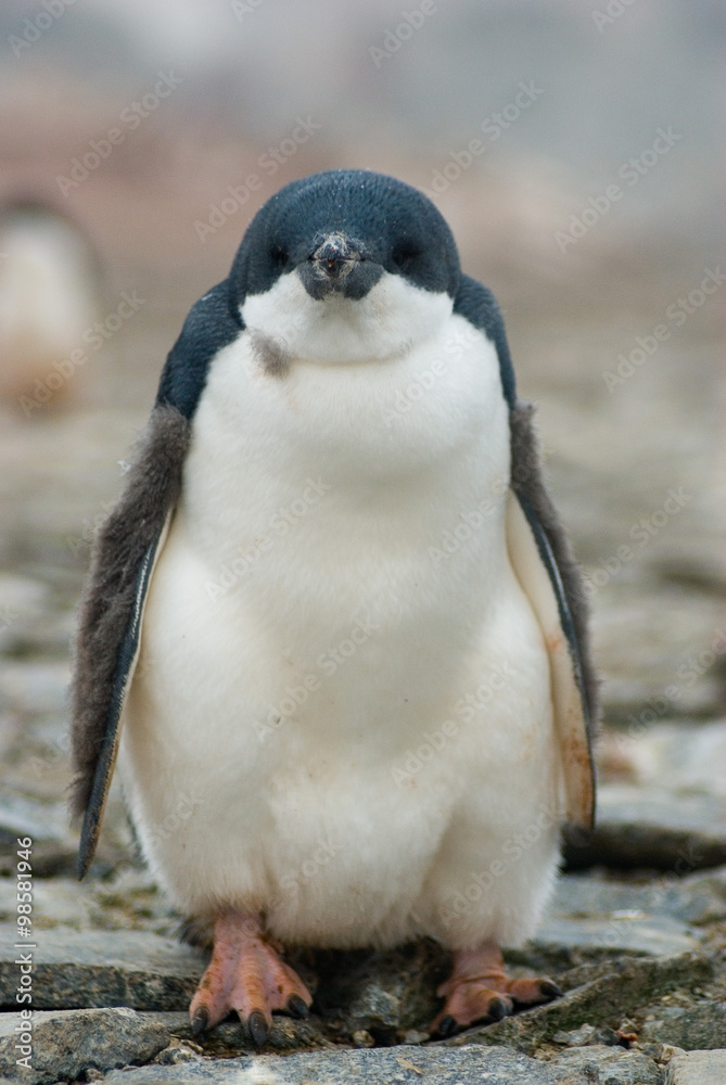Obraz premium Gentoo Chick