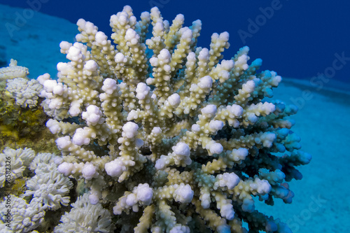 coral reef with finger coral in tropical sea , underwater