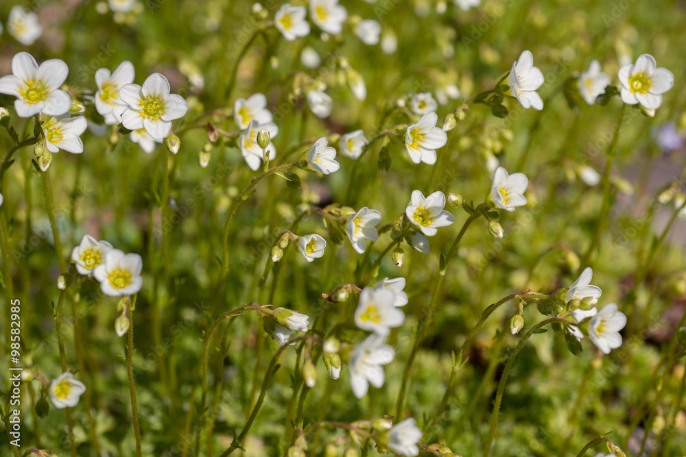 Flower saxifrage Flower saxifrage