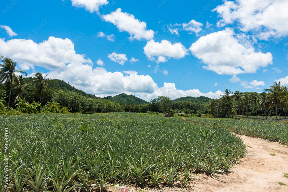 Pine apple field with blue-sky background Pine apple field with blue-sky background