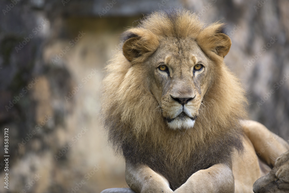 Lion face (front look close up) resting on top of a rock Lion face (front look close up) resting on top of a rock