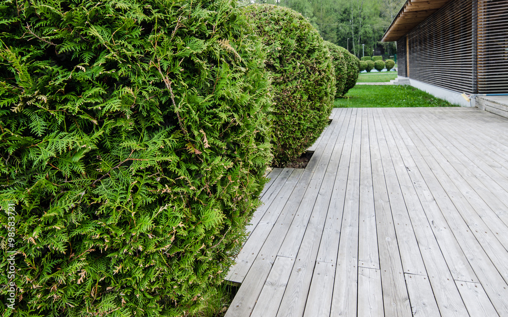 Wooden terrace and Thuja, close-up