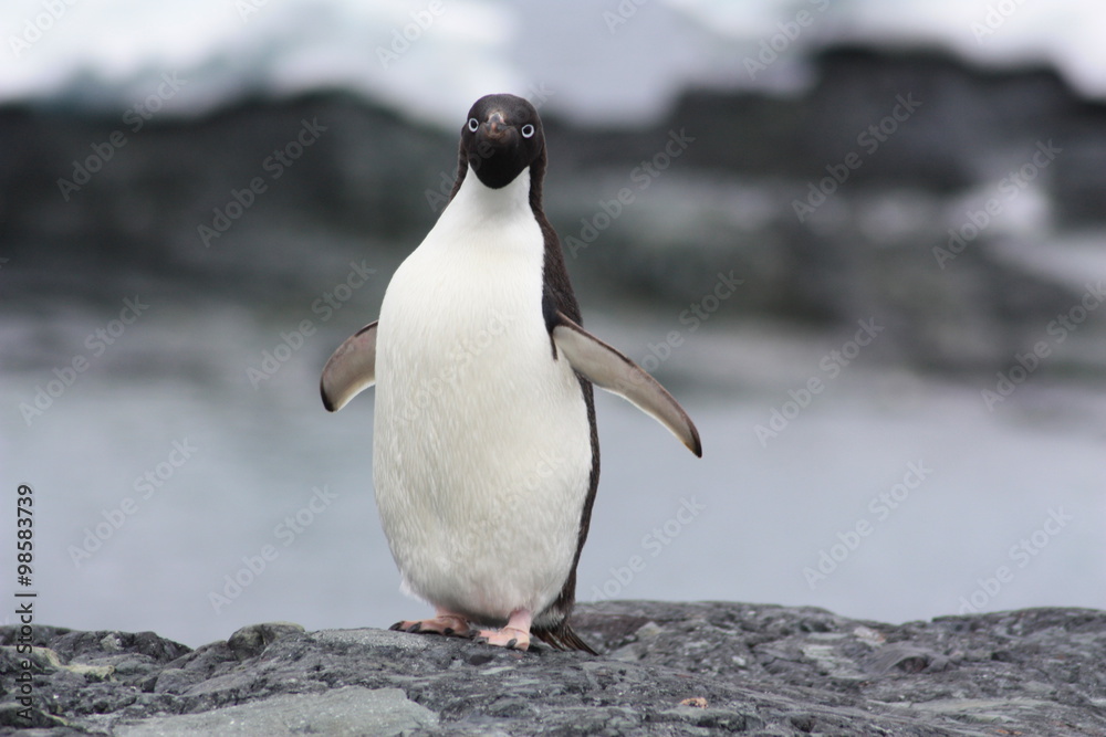 Fototapeta premium Adeliepinguin-Antarktis