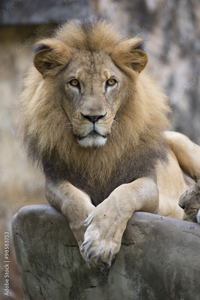 Lion face (front look close up) resting on top of a rock Lion face (front look close up) resting on top of a rock