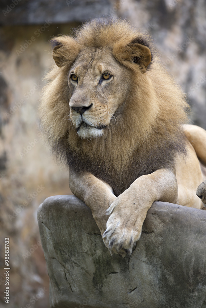 Lion face (front look close up) resting on top of  a rock