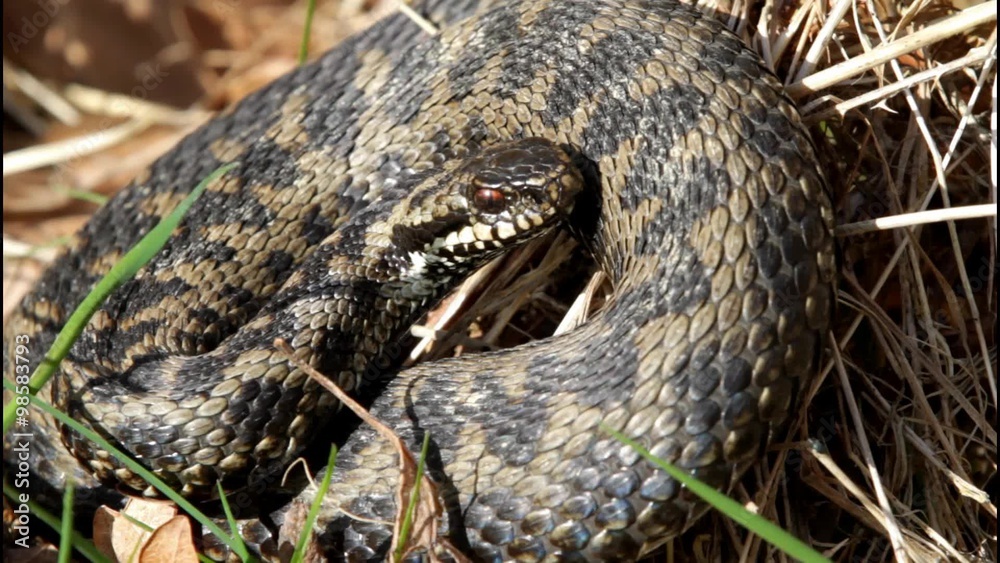 Adder Basking in The Sun. Adder Basking in The Sun.