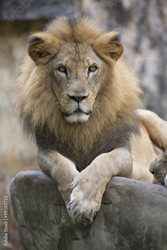 Fototapeta Naklejka Na Ścianę i Meble -  Lion face (front look close up) resting on top of  a rock