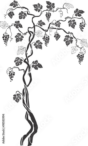 Grapevine 2