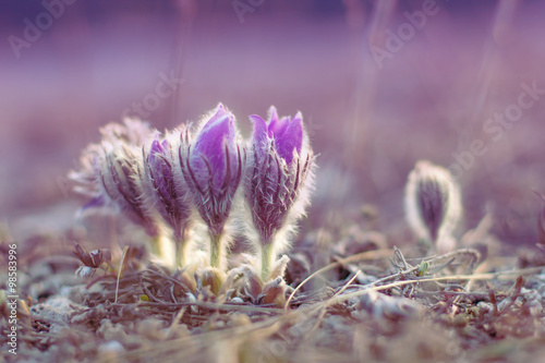 flower pulsatilla patens  blooms