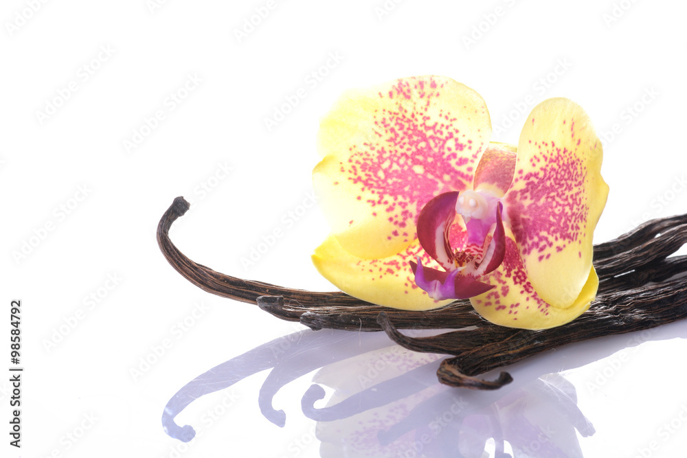 Obraz premium Vanilla Bean and Flower