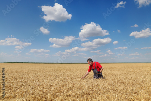 Farmer or agronomist inspect wheat field before  harvest
