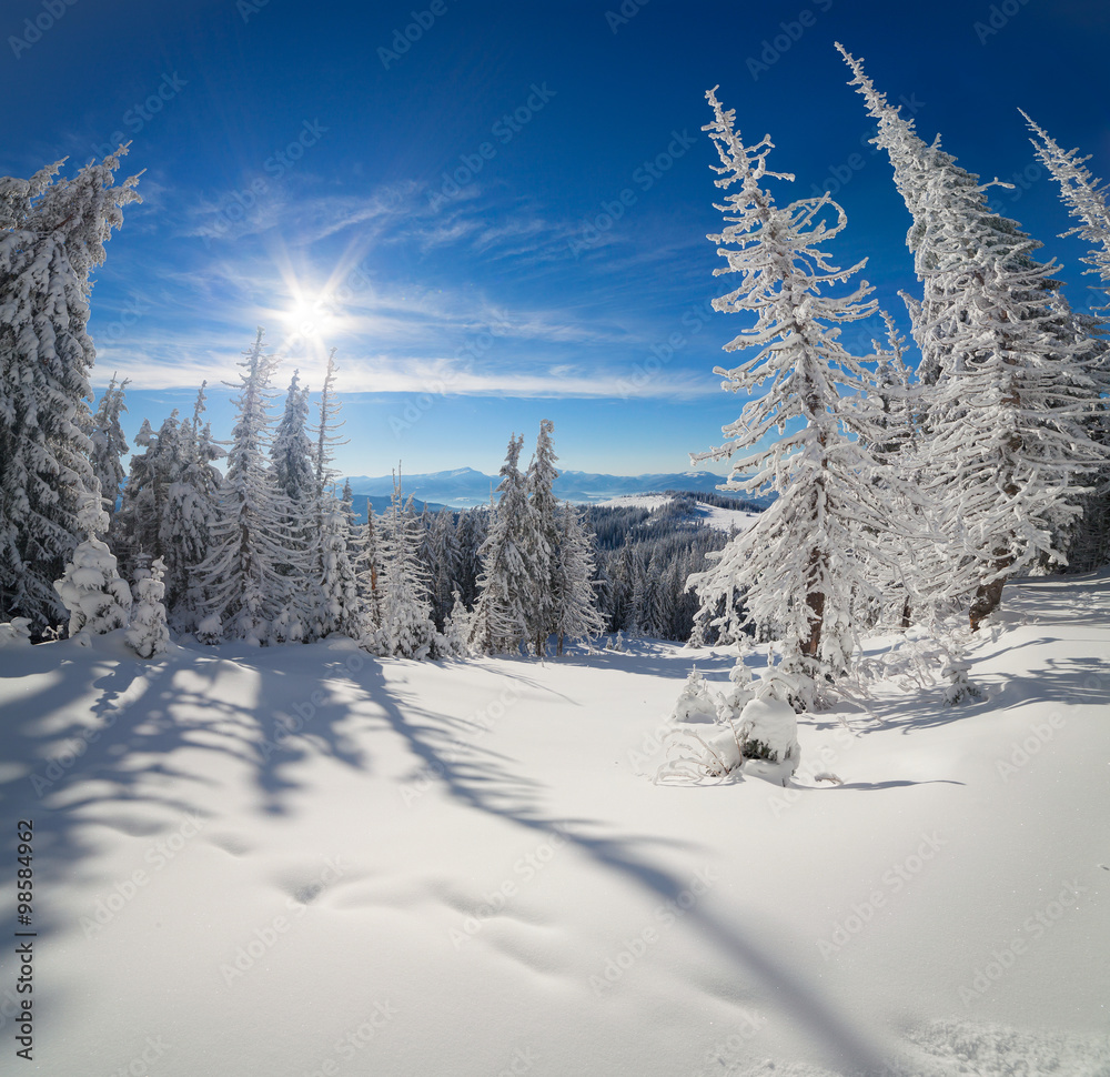 Wide angle view of mountain forest in the Carpathian mountains