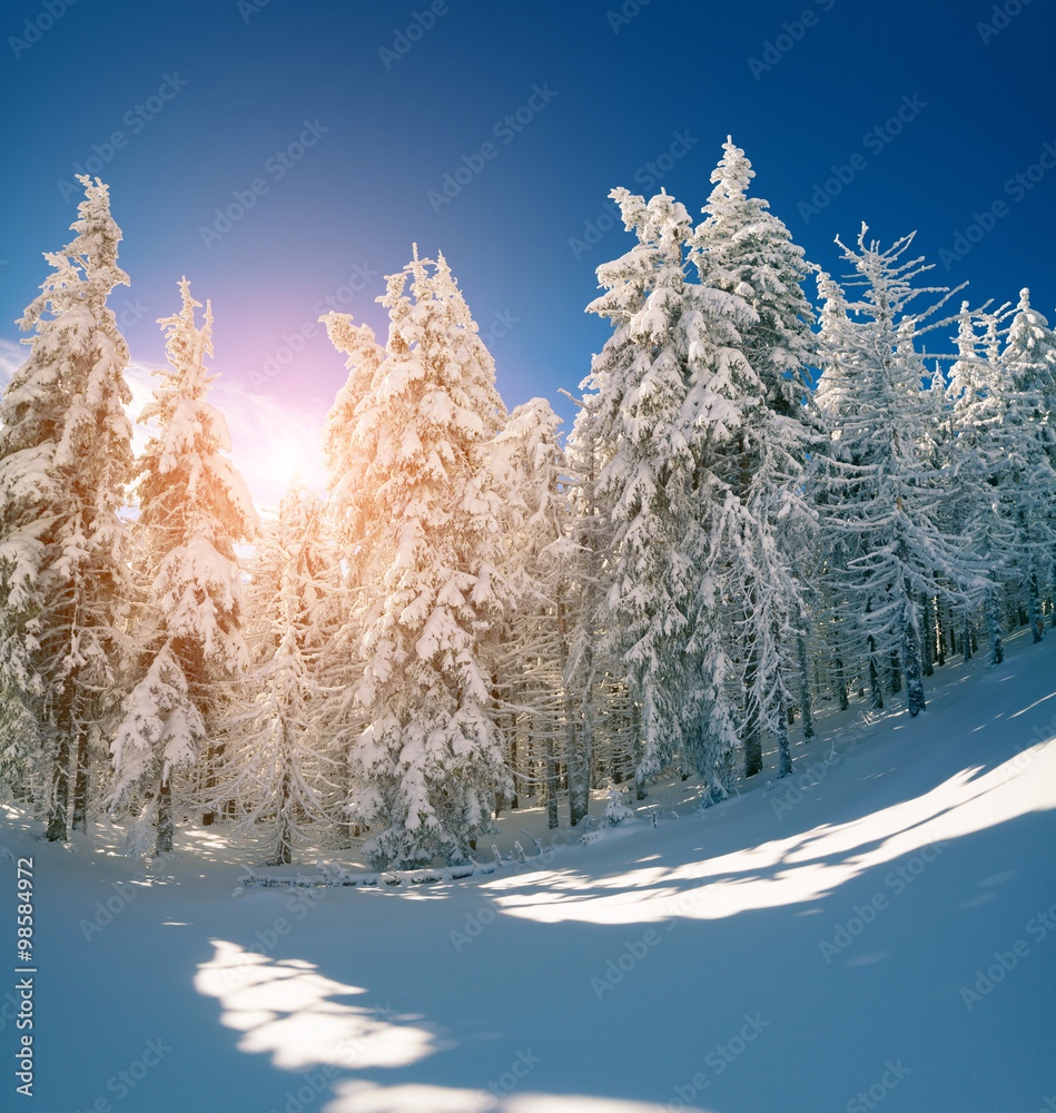 Winter fairytale scene in the mountain forest Winter fairytale scene in the mountain forest