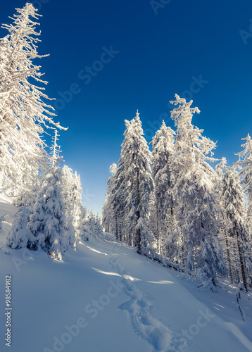 Winter fairytale scene in the mountain forest.