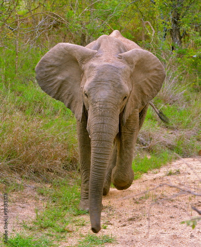 Jeune éléphant pressé  photo