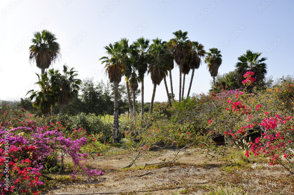 Palms and bougainvillea flowers growing in a park on Tenerife