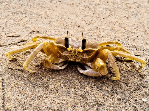 Ghost crab in India