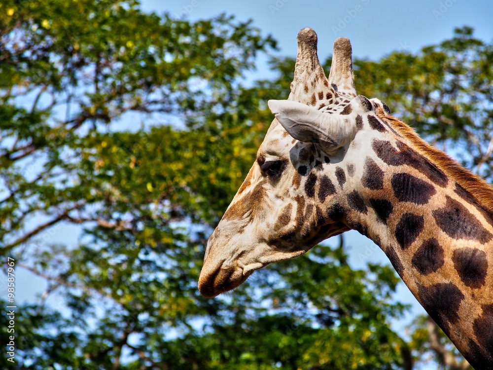 Obraz premium Giraffe