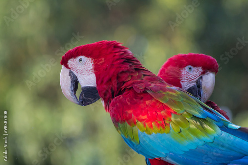 Red and green Macaw - Mato Grosso State - Brazil © Luciano Queiroz