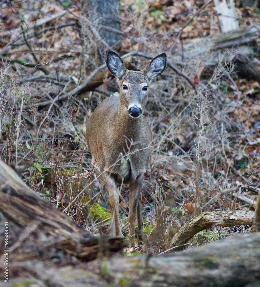 Image with the young deer looking straight Image with the young deer looking straight
