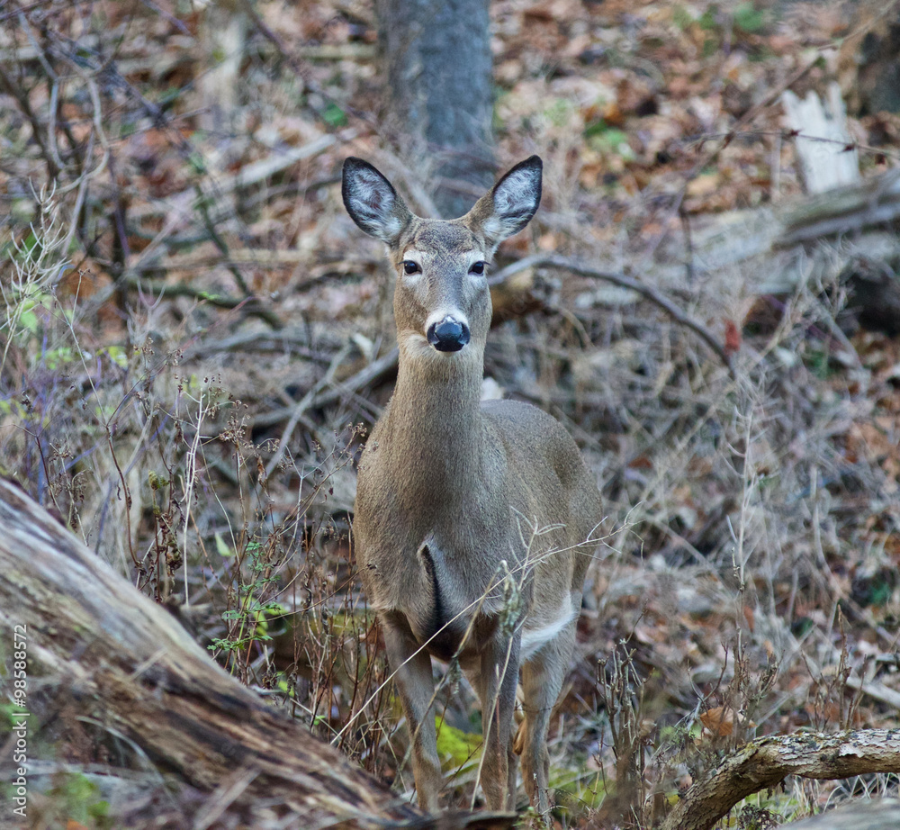 Photo of the beautiful deer in the forest Photo of the beautiful deer in the forest