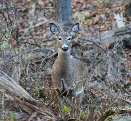 Fototapeta Naklejka Na Ścianę i Meble -  Photo of the beautiful deer in the forest